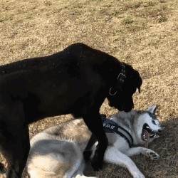 江湖人称犬中四煞的4种狗最爱扑人咬看见了要绕路走