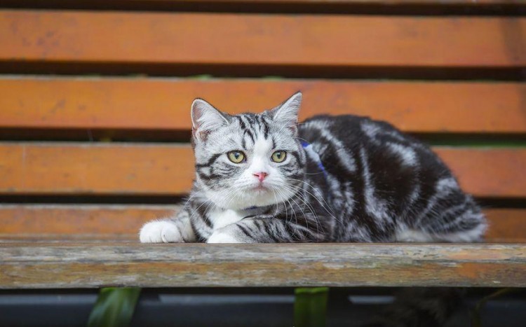 和猫说话奇怪吗？铲屎官：看到大家的反应，终于不用担心自己生病了