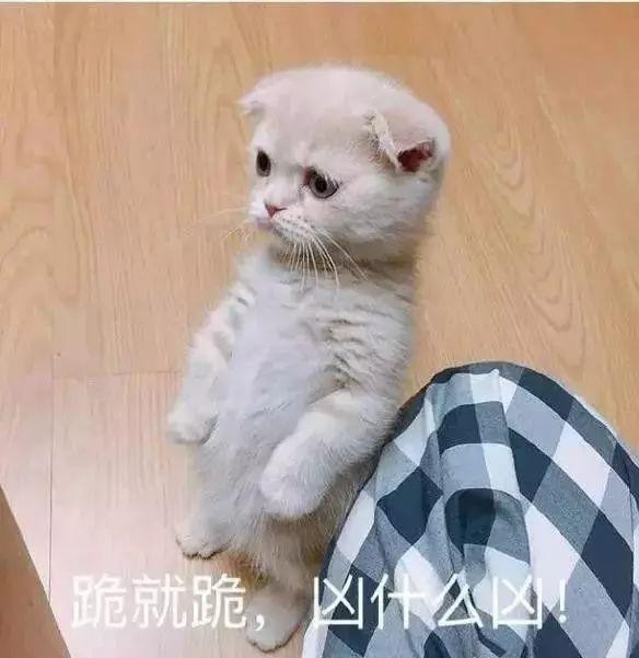 你知道你家猫主子每天晚上都在干嘛吗？