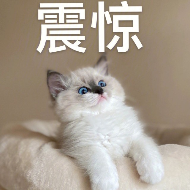 建议您养“布偶猫”的七个原因，网友：养了就不想换猫了！